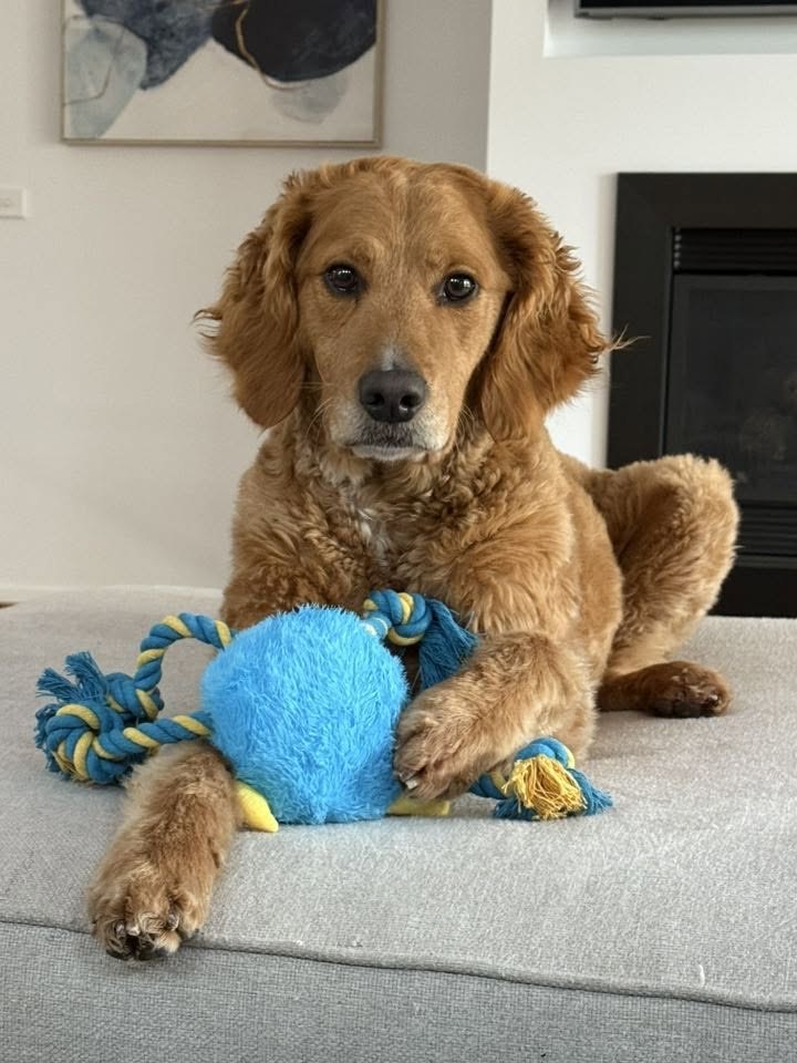 Golden dog lying on a couch with a blue rope toy